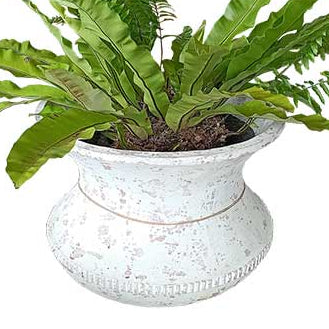 Potted fern plant in a decorative pot on a white background