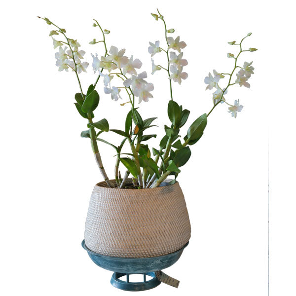 Plant Holder Basket / Rattan